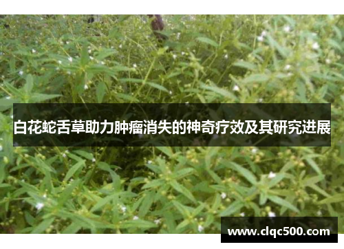 白花蛇舌草助力肿瘤消失的神奇疗效及其研究进展